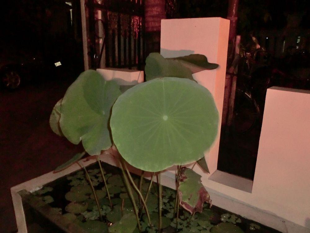 Eocambo Villa Siem Reap Eksteriør billede